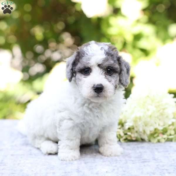 Rolo, Bich-Poo Puppy